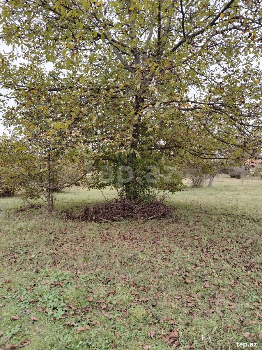 Torpaq satılır, Qəbələ, Qəbələ