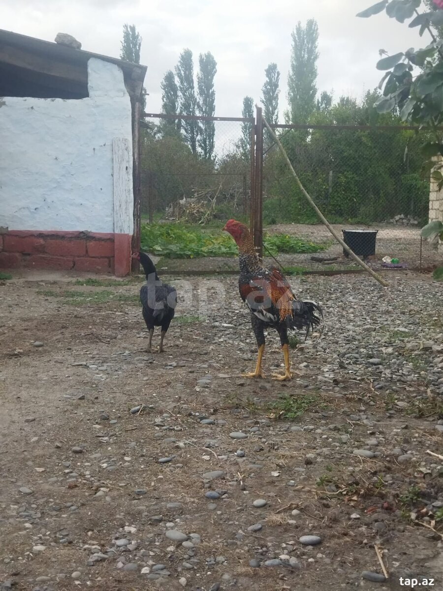 Toyuqlar