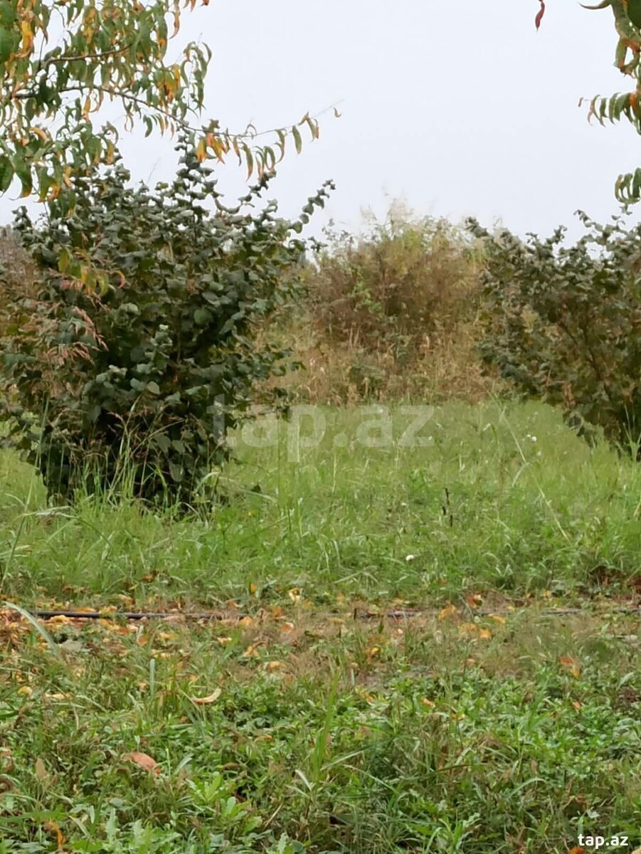 Torpaq satılır, Xaçmaz, Xaçmaz
