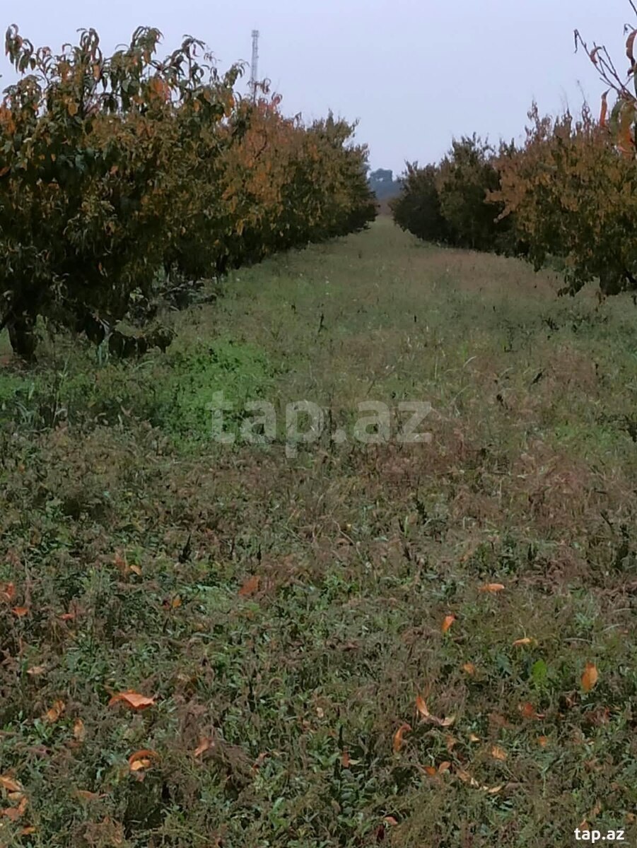 Torpaq satılır, Xaçmaz, Xaçmaz