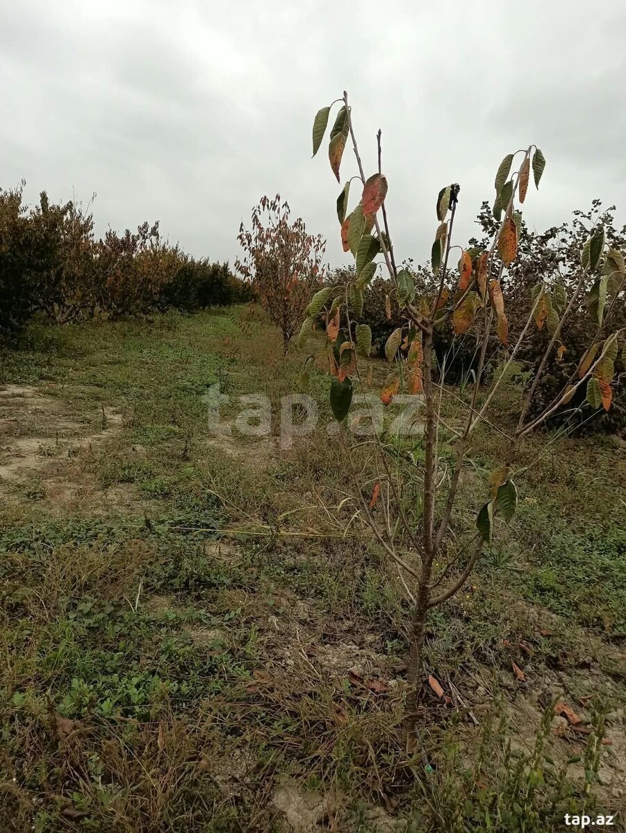 Torpaq satılır, Xaçmaz, Xaçmaz