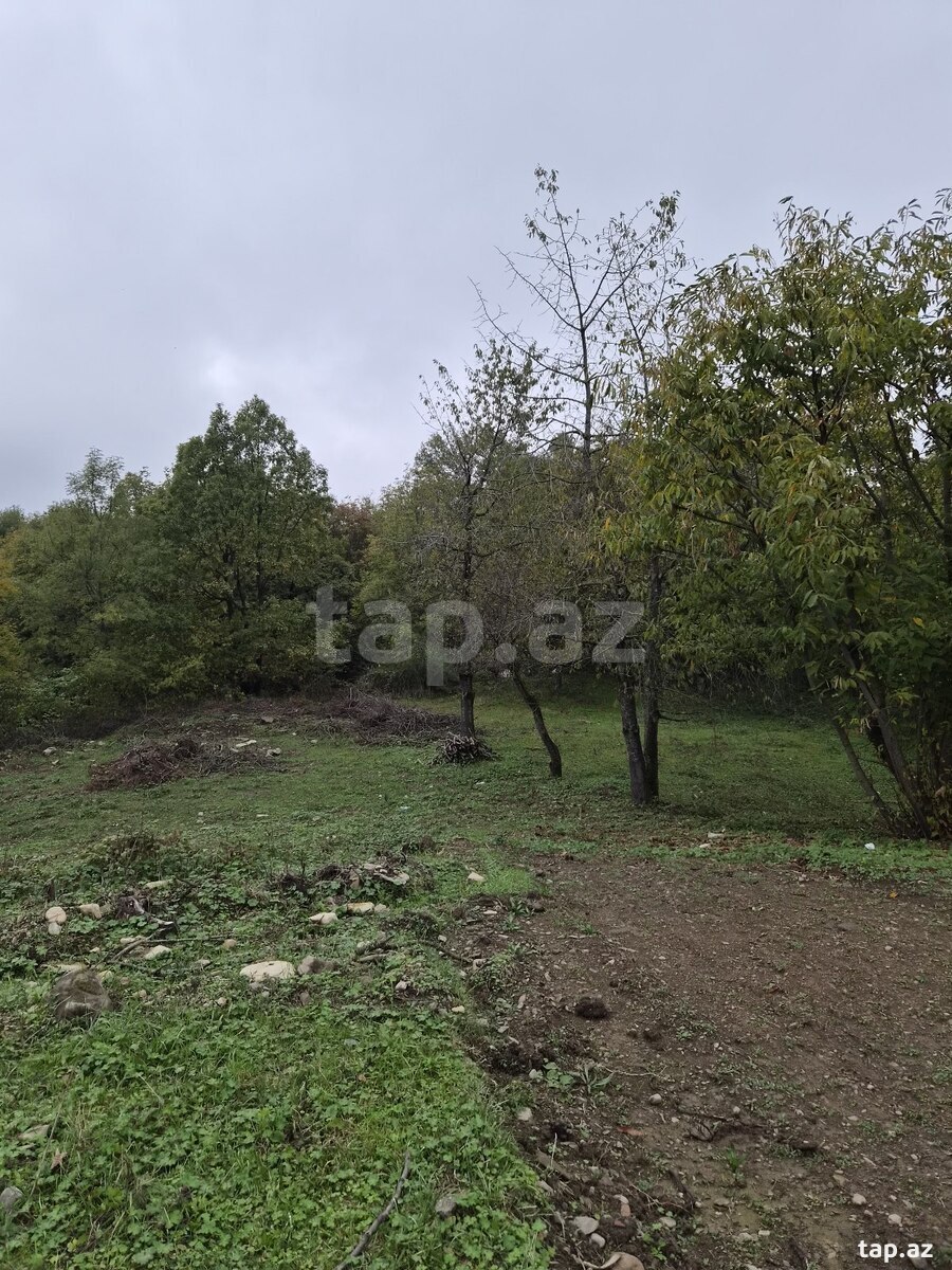 Torpaq satılır, Qəbələ, Qəbələ