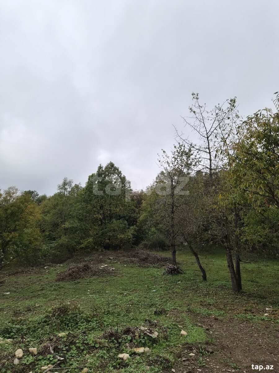 Torpaq satılır, Qəbələ, Qəbələ