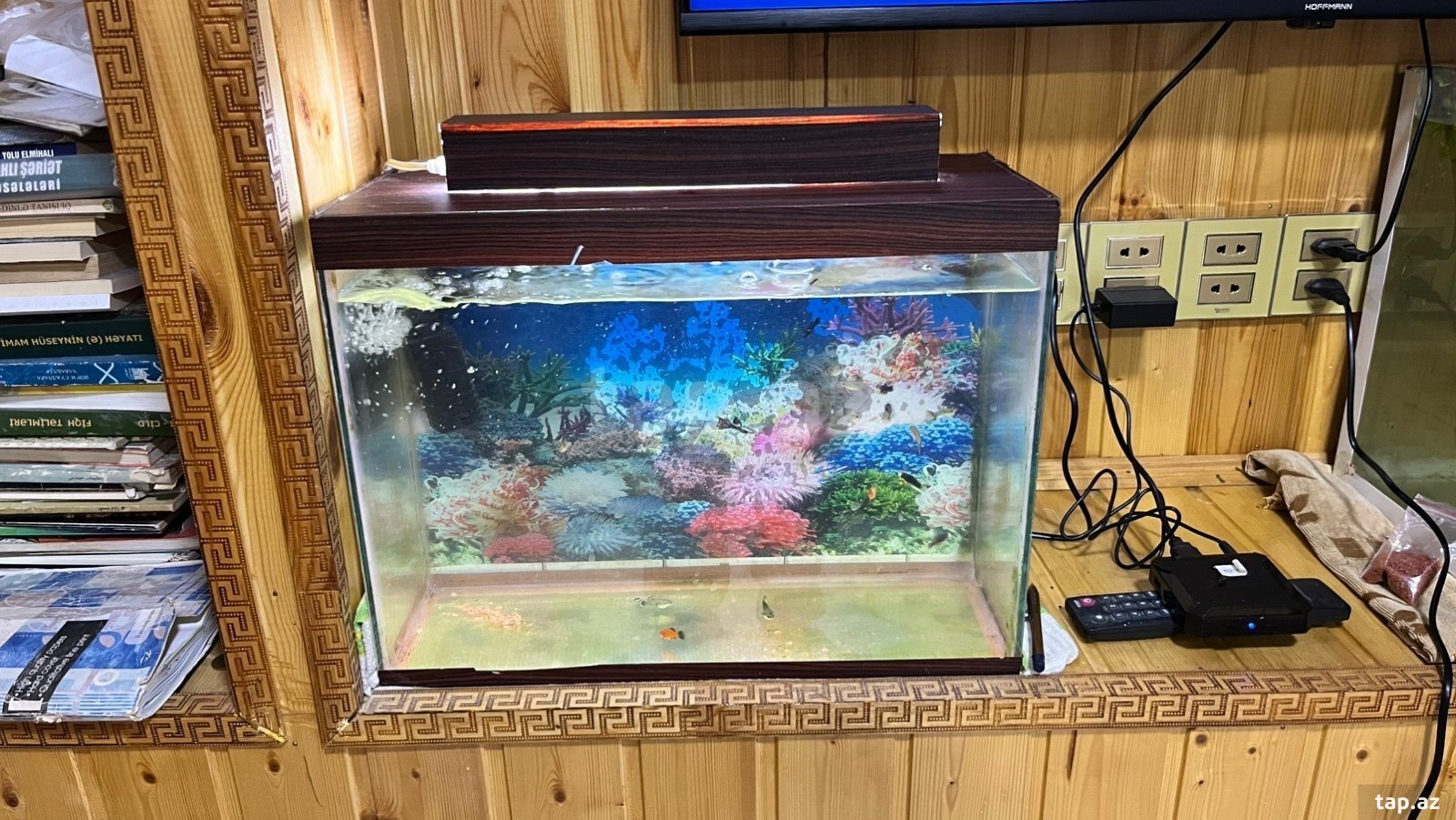 Akvarium və balıqlar