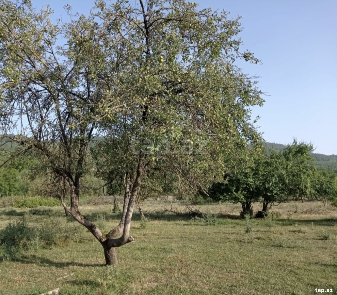 Torpaq satılır, Quba