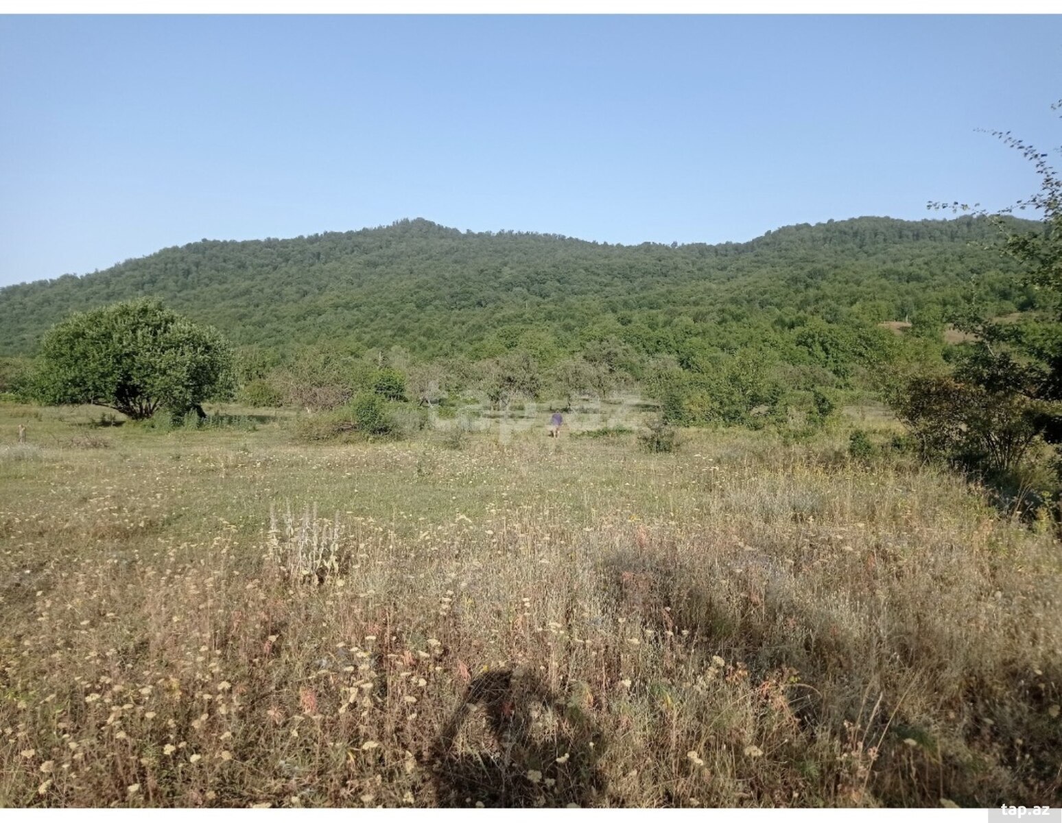 Torpaq satılır, Quba