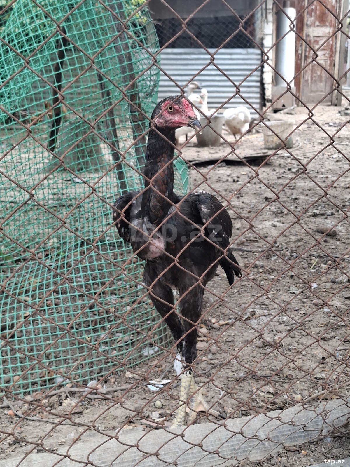 Heyratı beçəsi