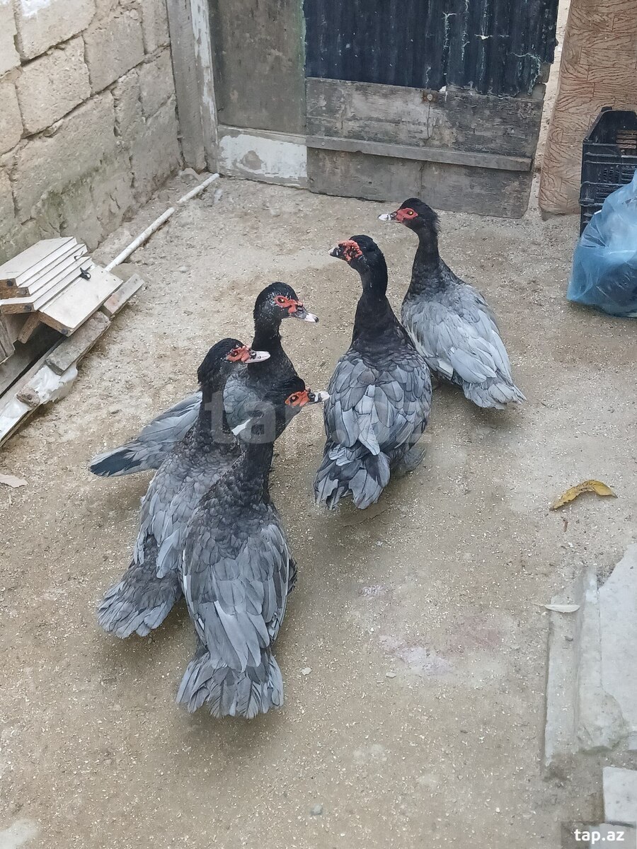 Lal ördək