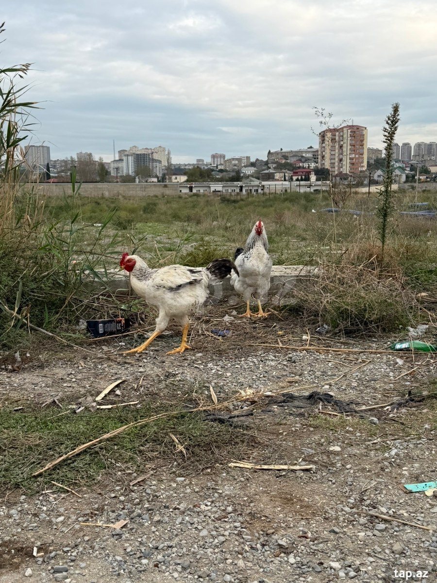 Xoruz və toyuqlar