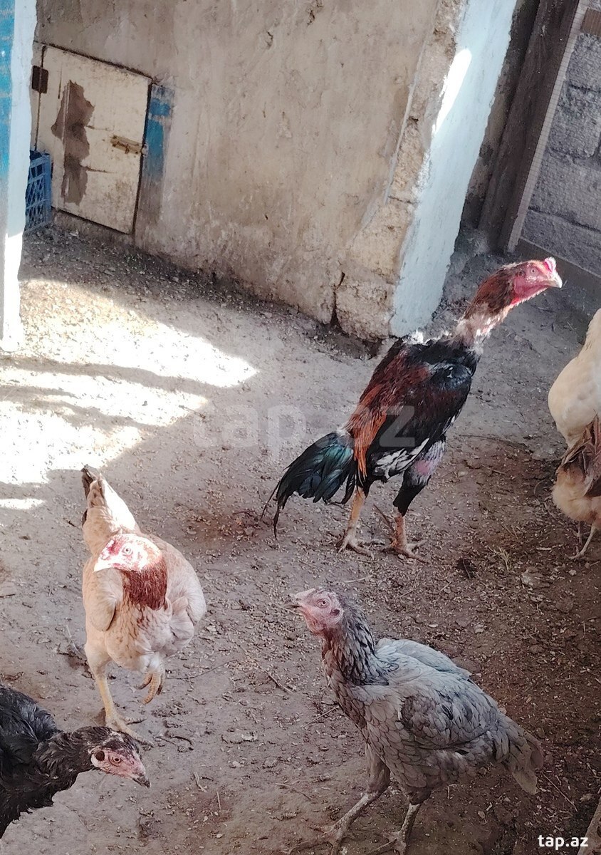 Heyratı fərəsi