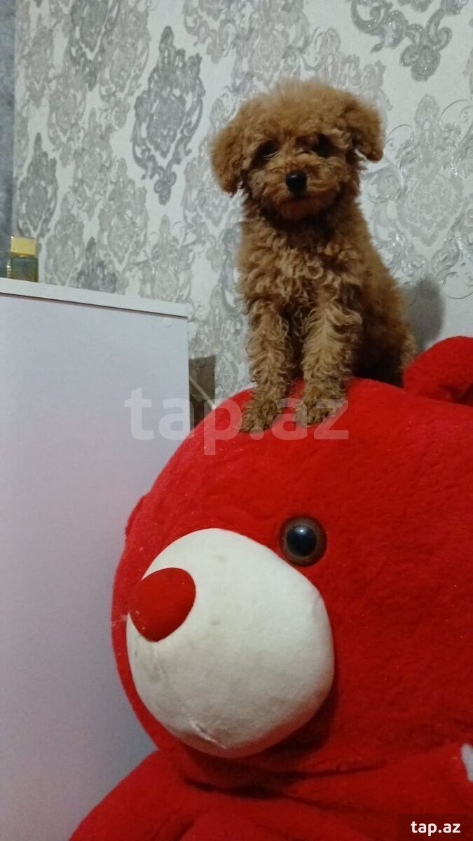 Mini Toy pudel balası