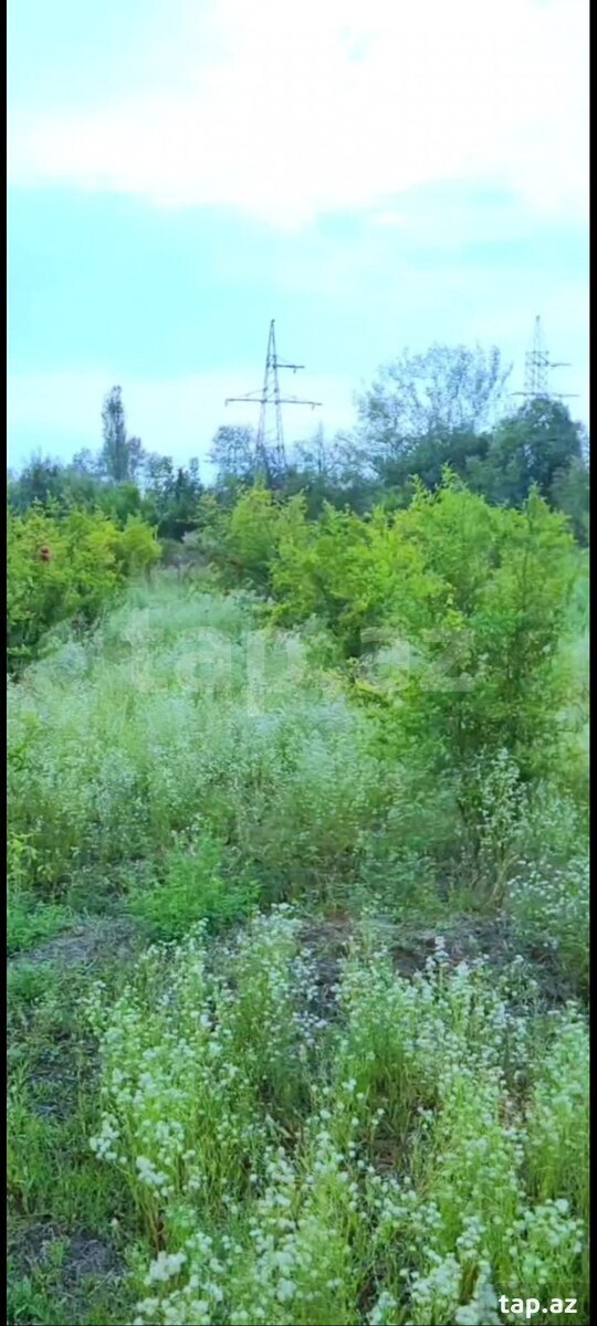5000 sot torpaq sahəsi, Göyçay r.