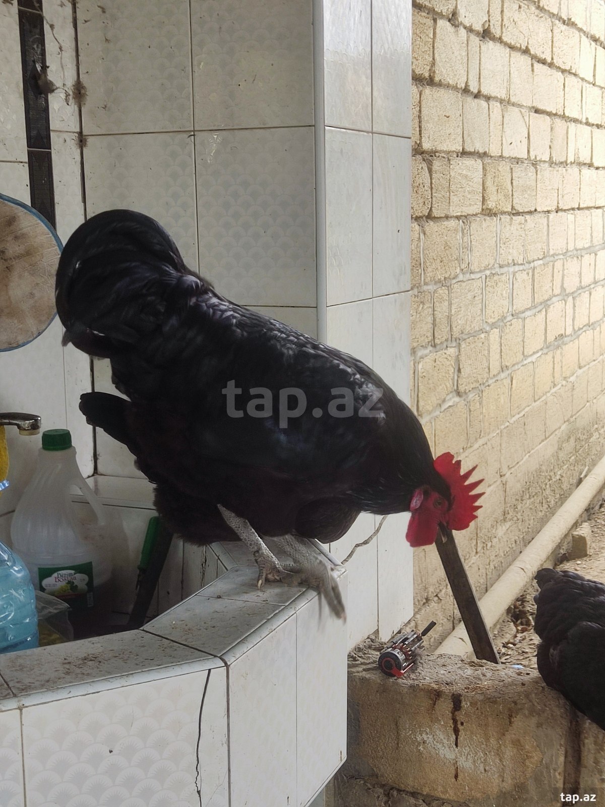 Mayalı avstralorp yumurtası