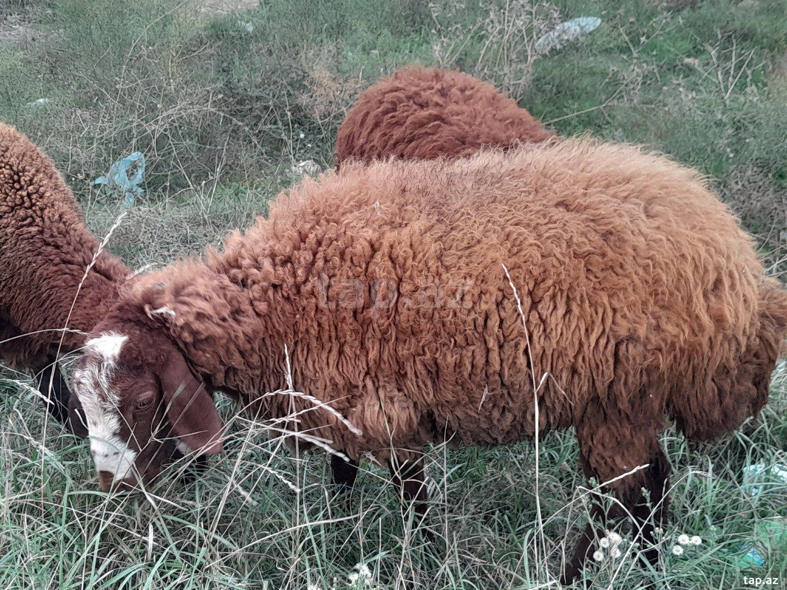 Cins quzular