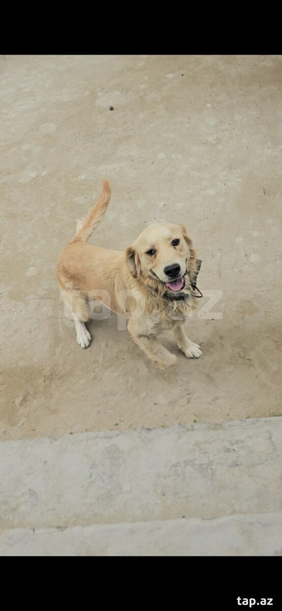 Qızılı Retriver