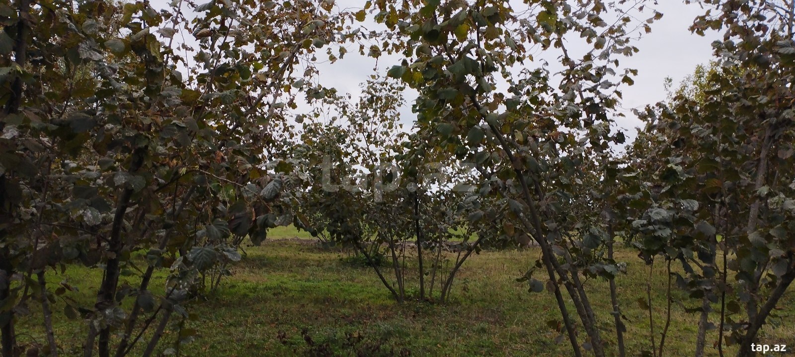 Land for sale, Imamli, Gabala