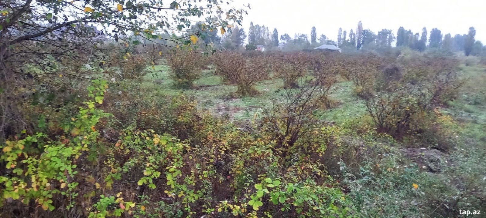 Torpaq satılır, Quba