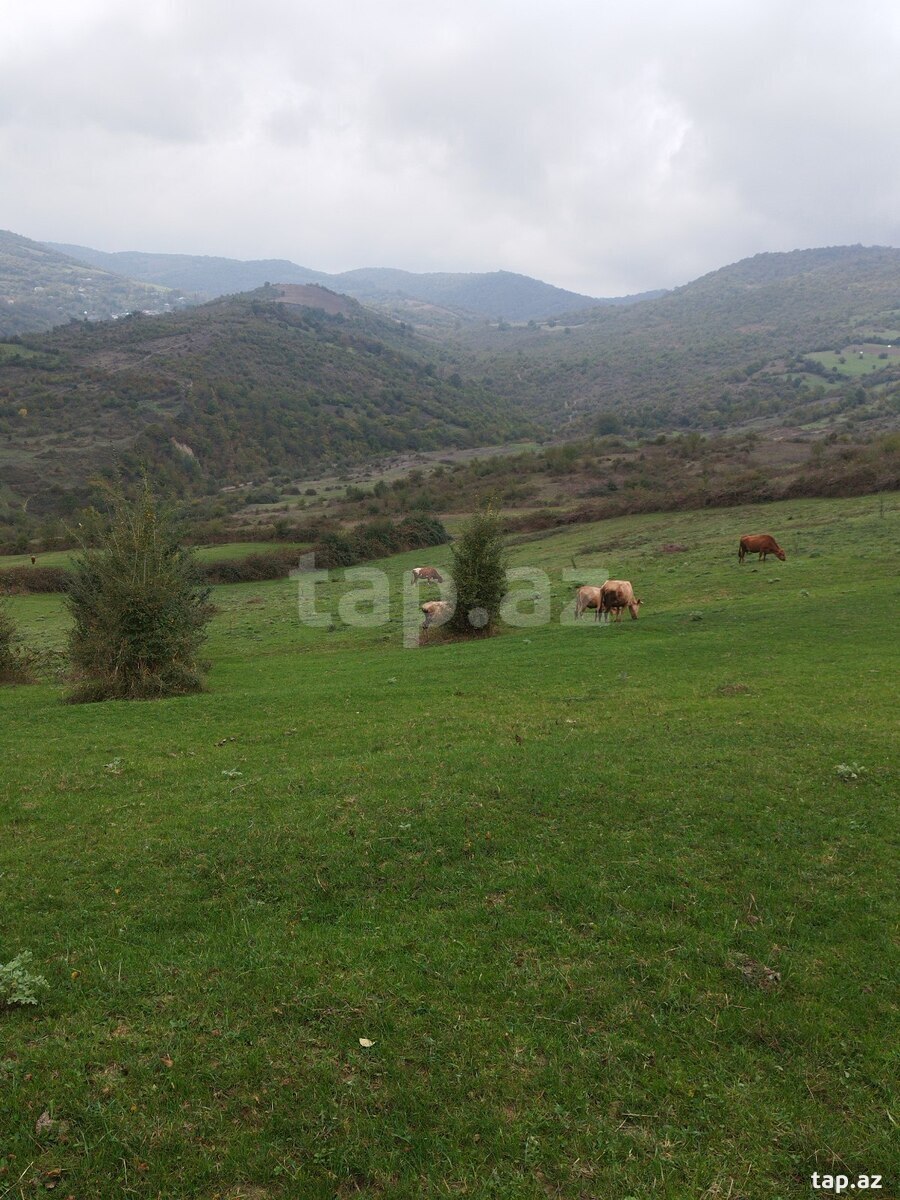 Torpaq satılır, Təngəaltı, Quba