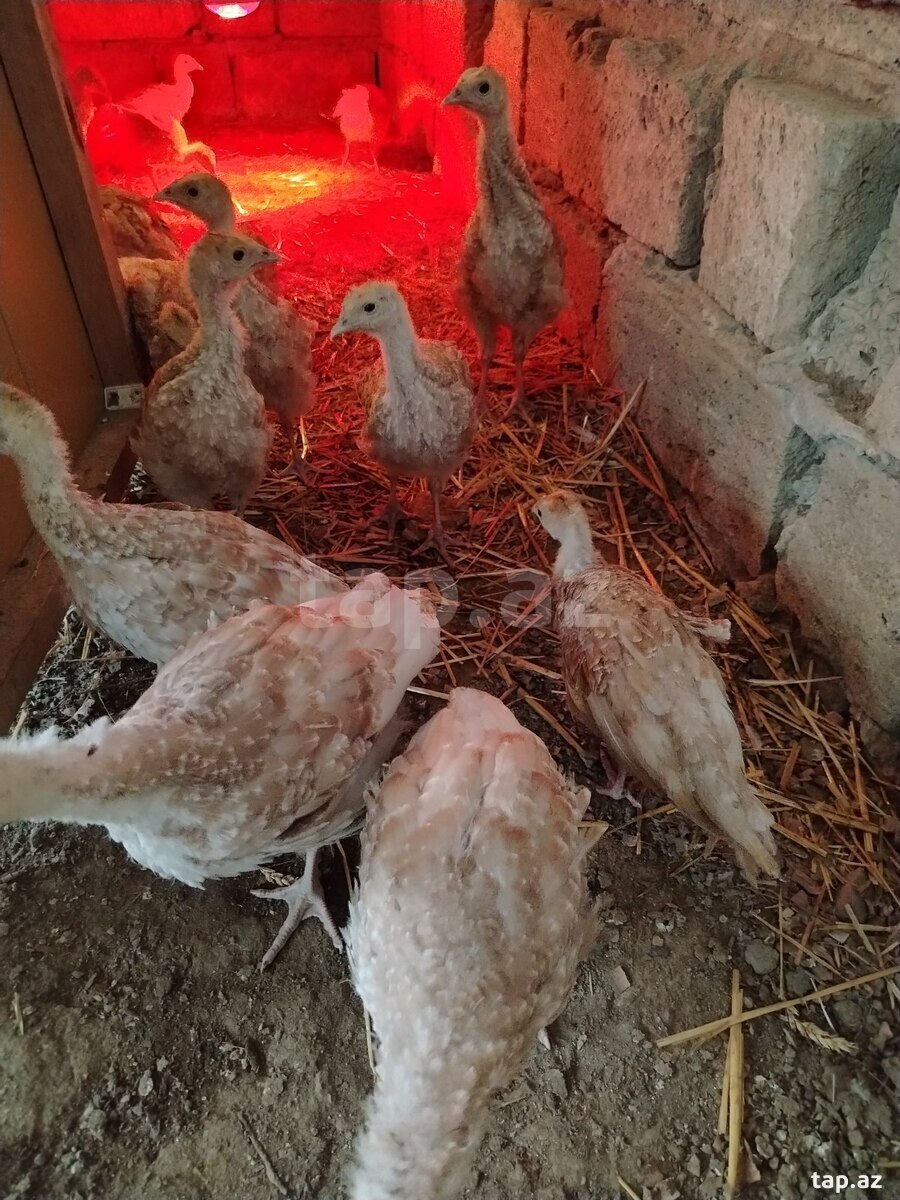 Qırmızı kanada cücələri