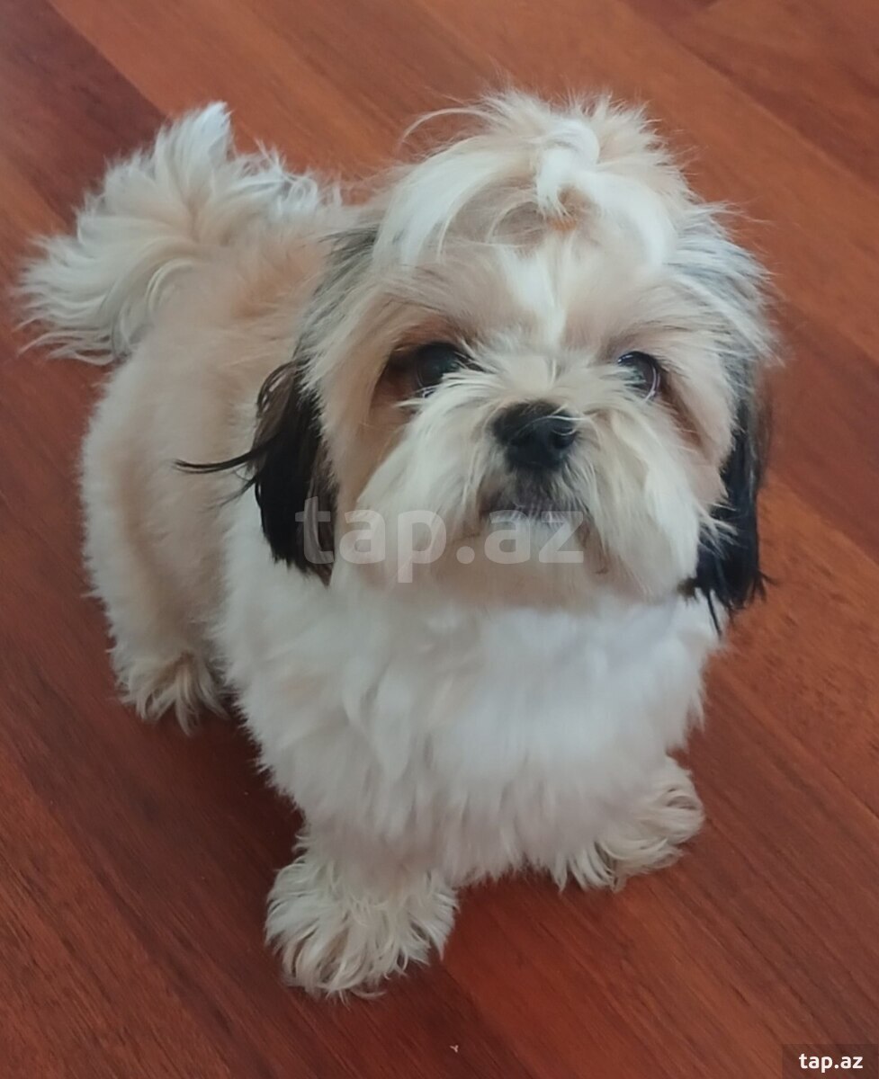 Shih Tzu