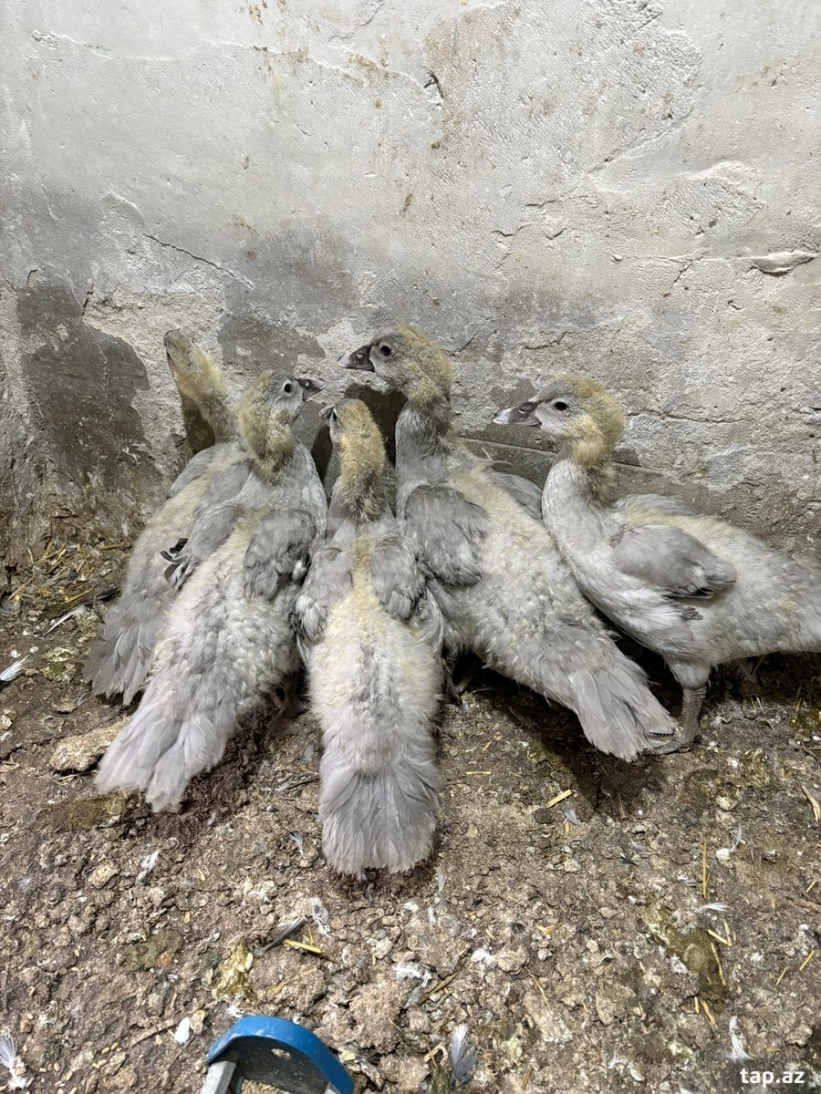 Lavanda ördəkləri