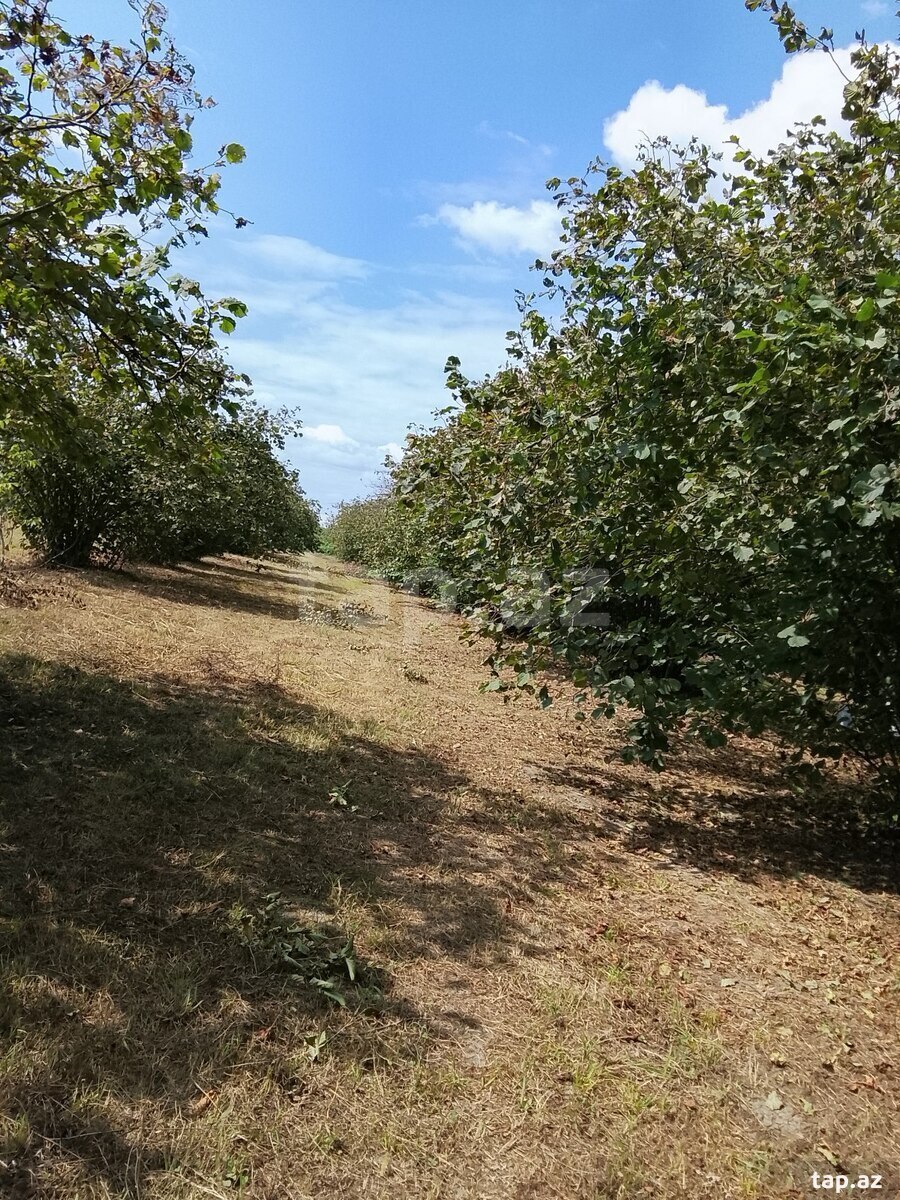 18 sot torpaq sahəsi, Zaqatala r.