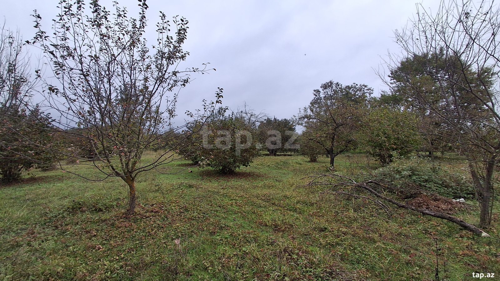 Torpaq satılır, Nohurqışlaq, Qəbələ