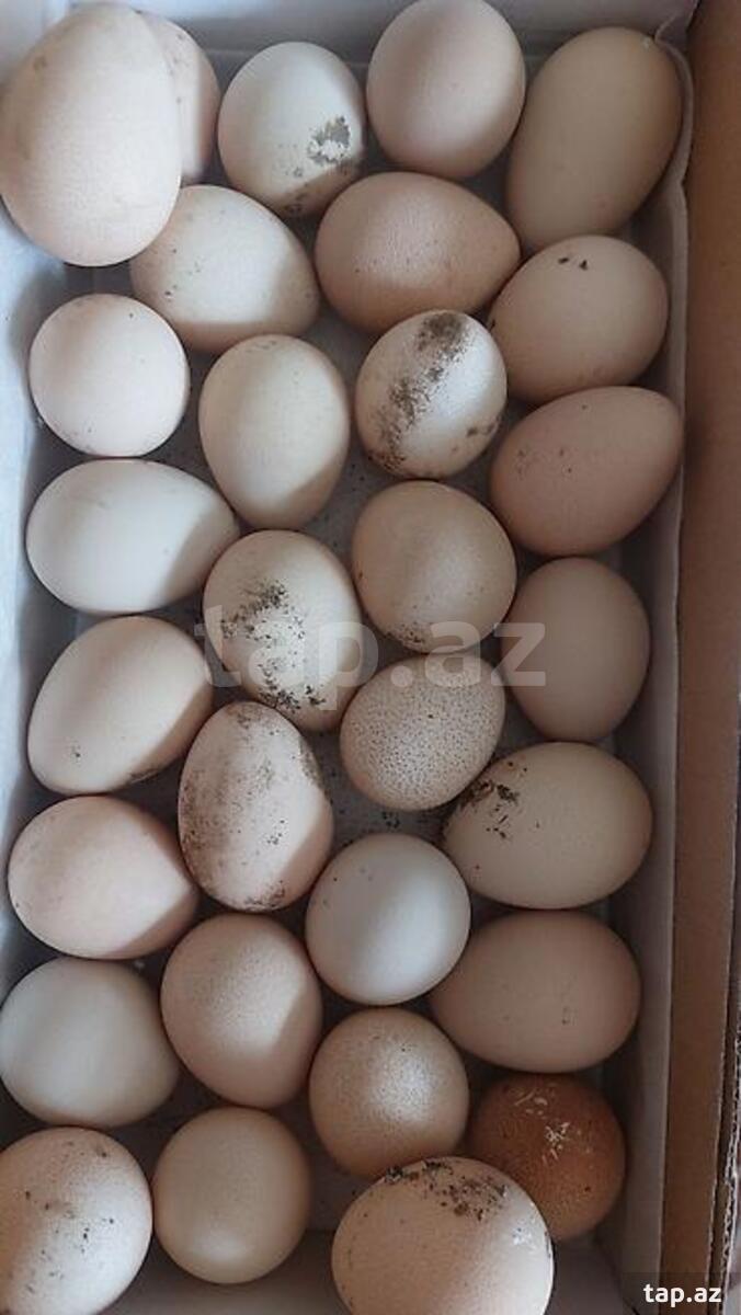 Avstralorp yumurtası