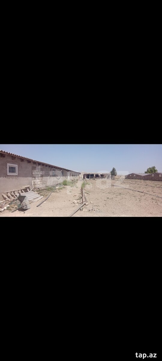 Torpaq satılır, Türkan, Bakı