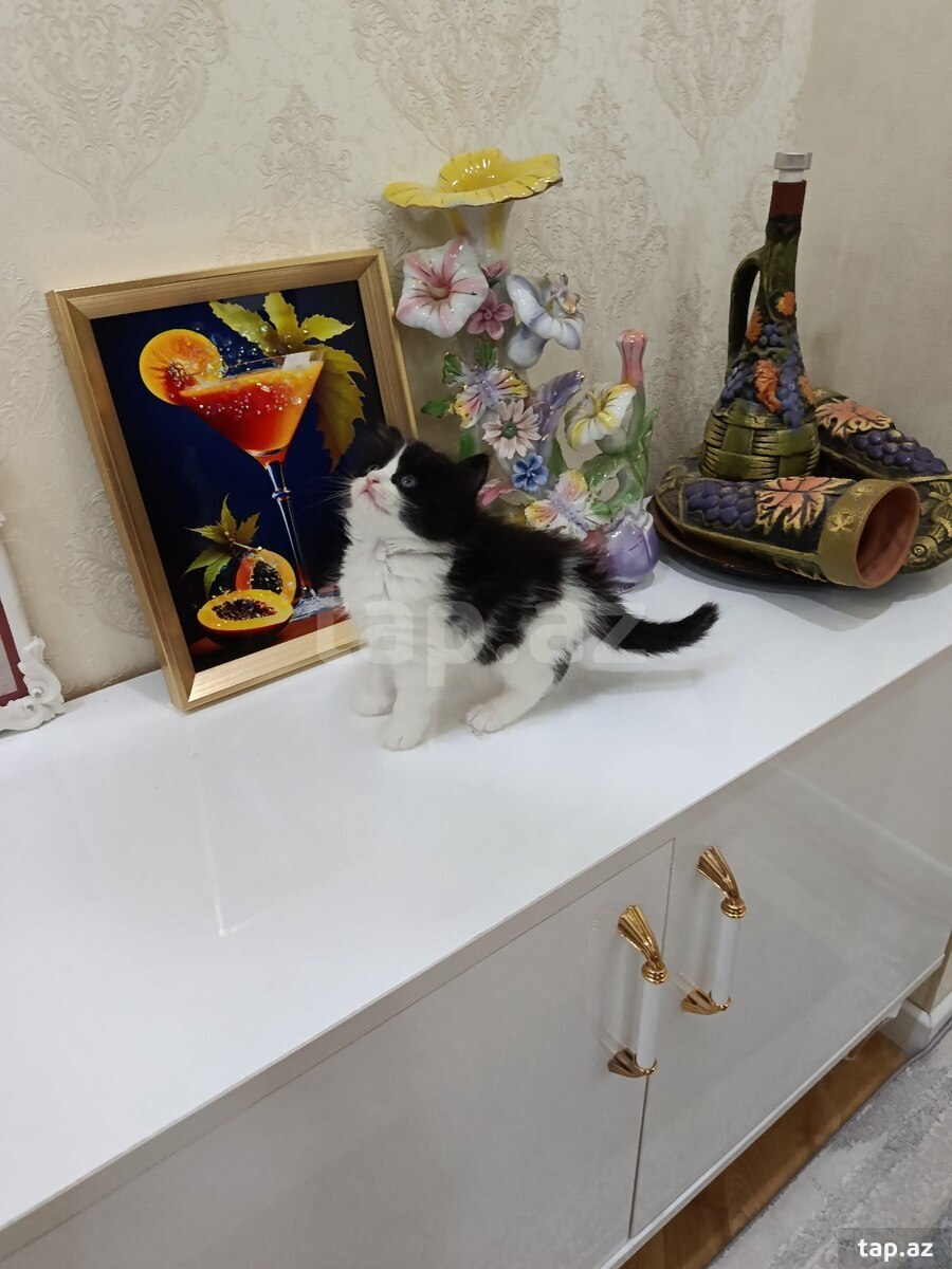 Pişik balaları sahibləndirilir