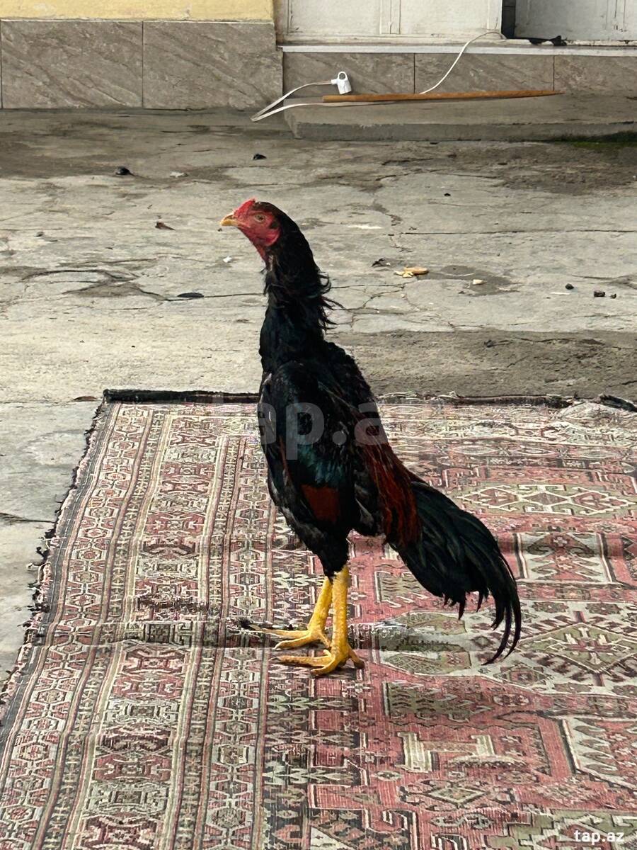 Heyratı xoruzu