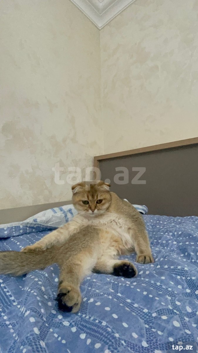 Gold Şinşilla pişiyi
