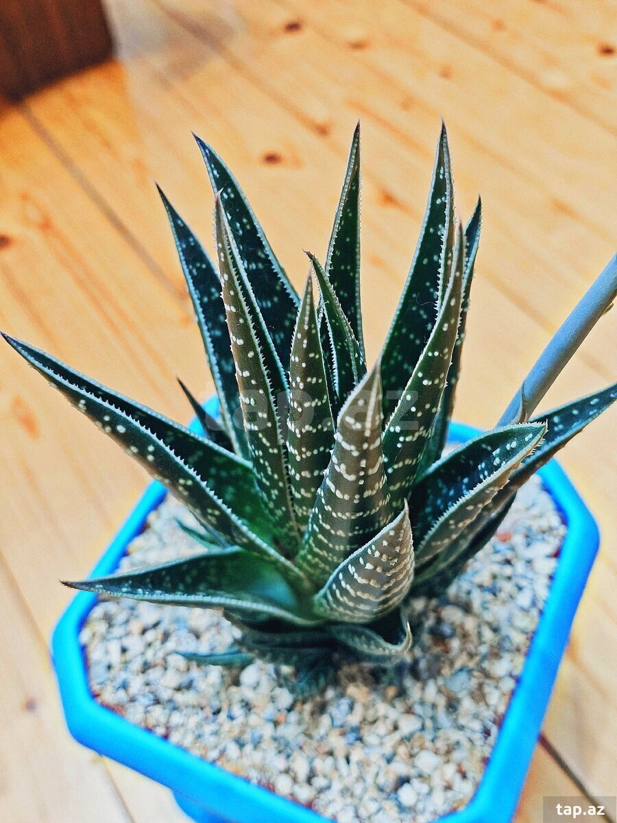 Aloe "Tiki tahi"