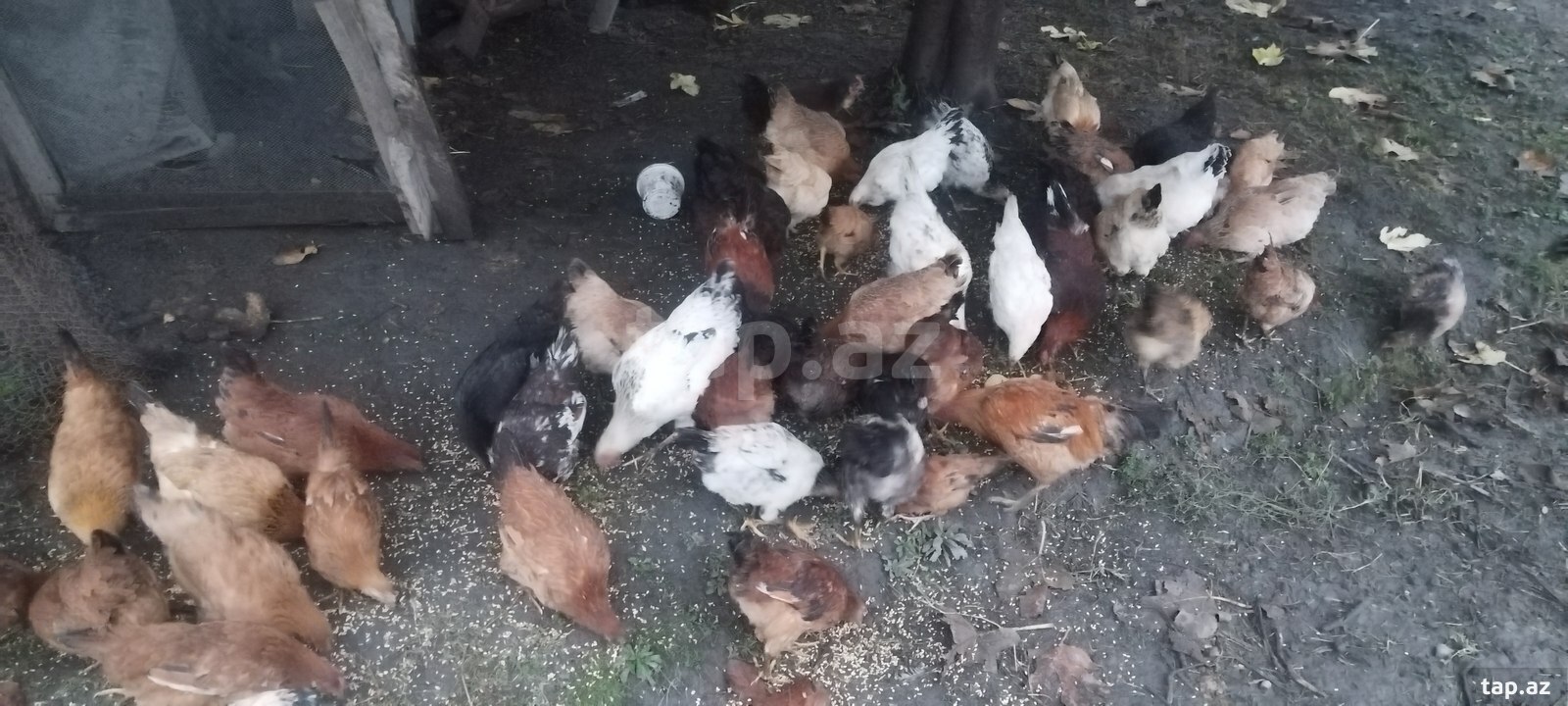 Toyuq və çolpalar