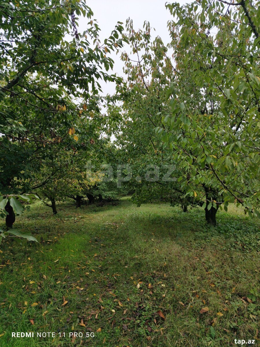 Torpaq satılır, Ağbil, Quba