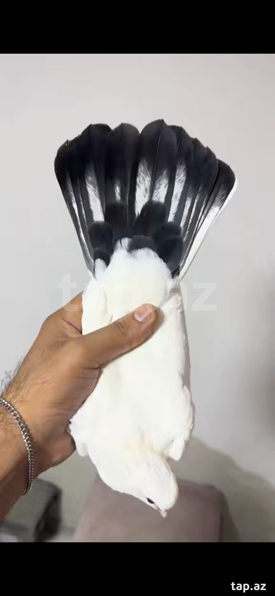 Göyərçin