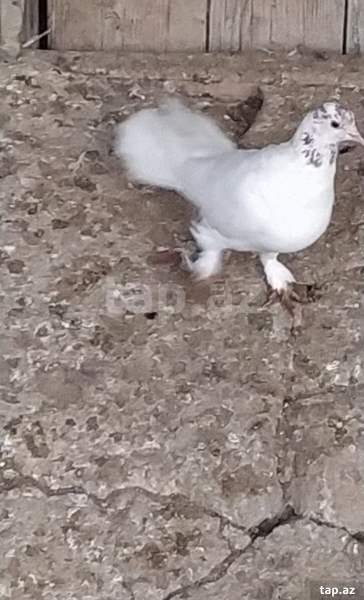 Göyərçin