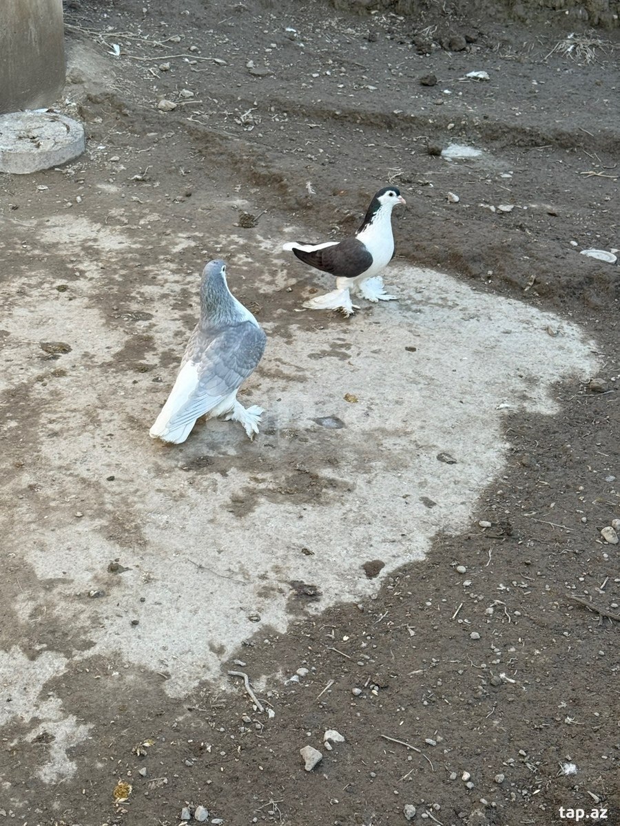 Göyərçinlər