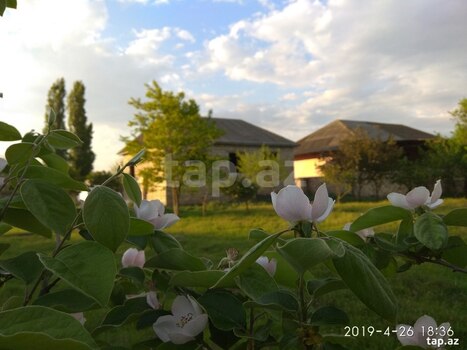 15 sot torpaq sahəsi, Salyan r.