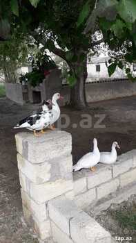 500 sot torpaq sahəsi, Salyan r.