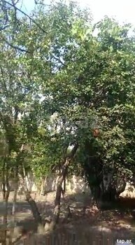 Həyət evi, Ağcabədi ş.