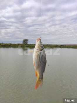 Obyekt, Samux r.