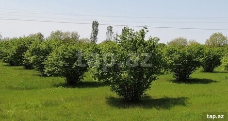 465 sot torpaq sahəsi, Oğuz r.