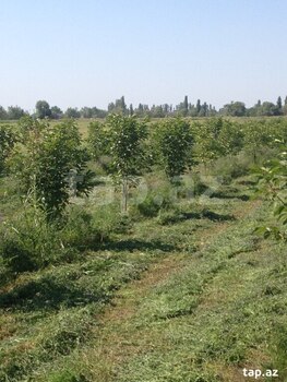 149 sot torpaq sahəsi, Bərdə r.