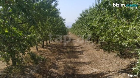 300 sot torpaq sahəsi, Quba r.