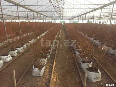 700 sot torpaq sahəsi, Siyəzən r.