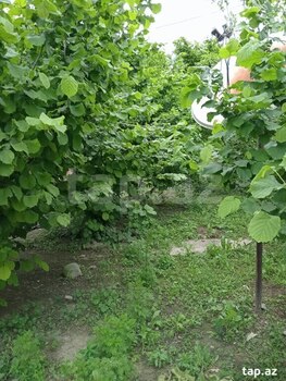 Bağ evi, Xaçmaz r.