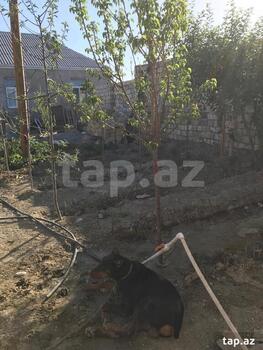 Həyət evi, Xırdalan ş.