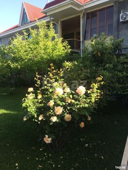 Həyət evi, Şəki ş.