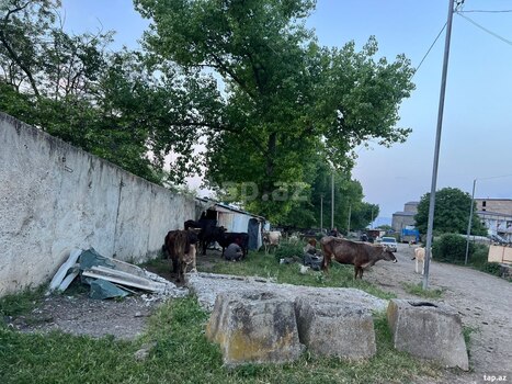 12 sot torpaq sahəsi, Gəncə ş.